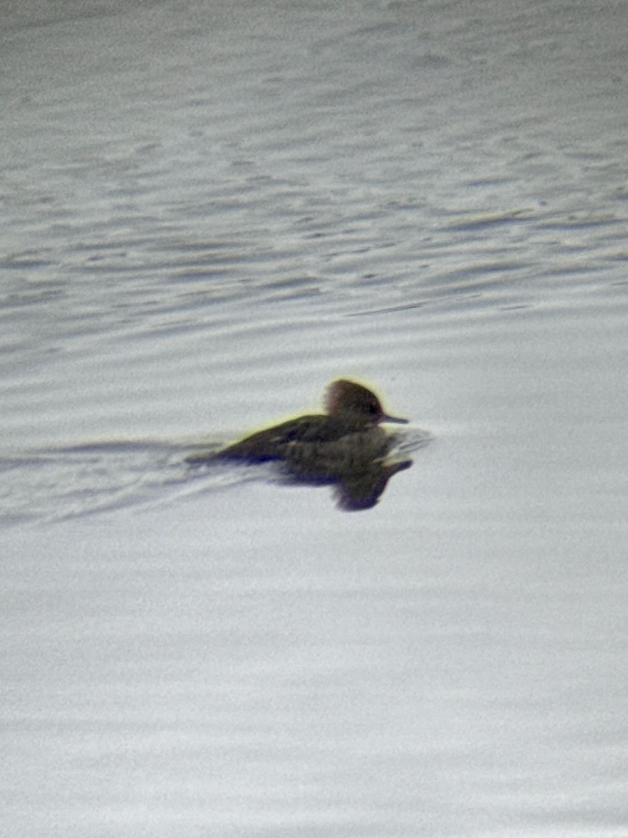 Hooded Merganser - ML646211708