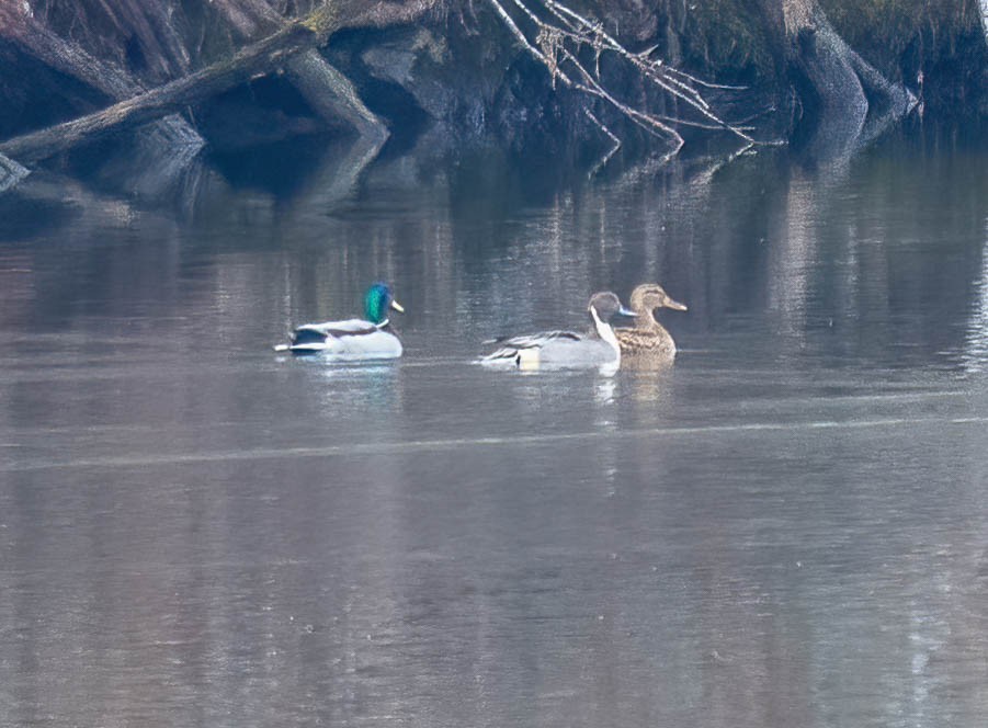 Northern Pintail - ML646211710