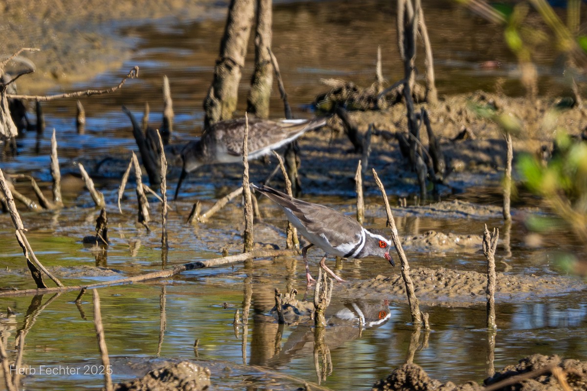 Dreiband-Regenpfeifer (bifrontatus) - ML646211711