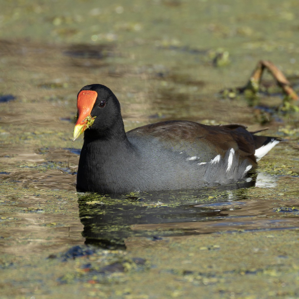 slípka americká - ML646211713