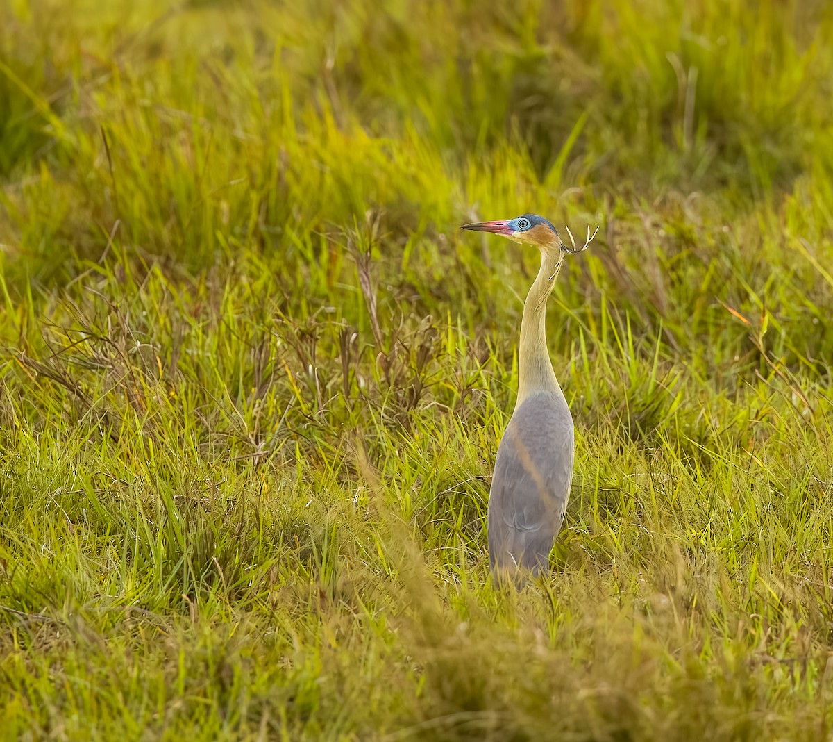 Whistling Heron - ML646211718