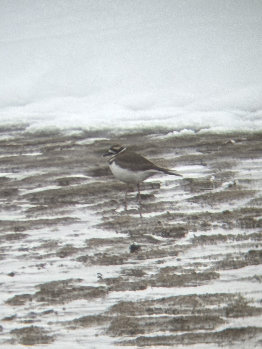 Killdeer - ML646211719