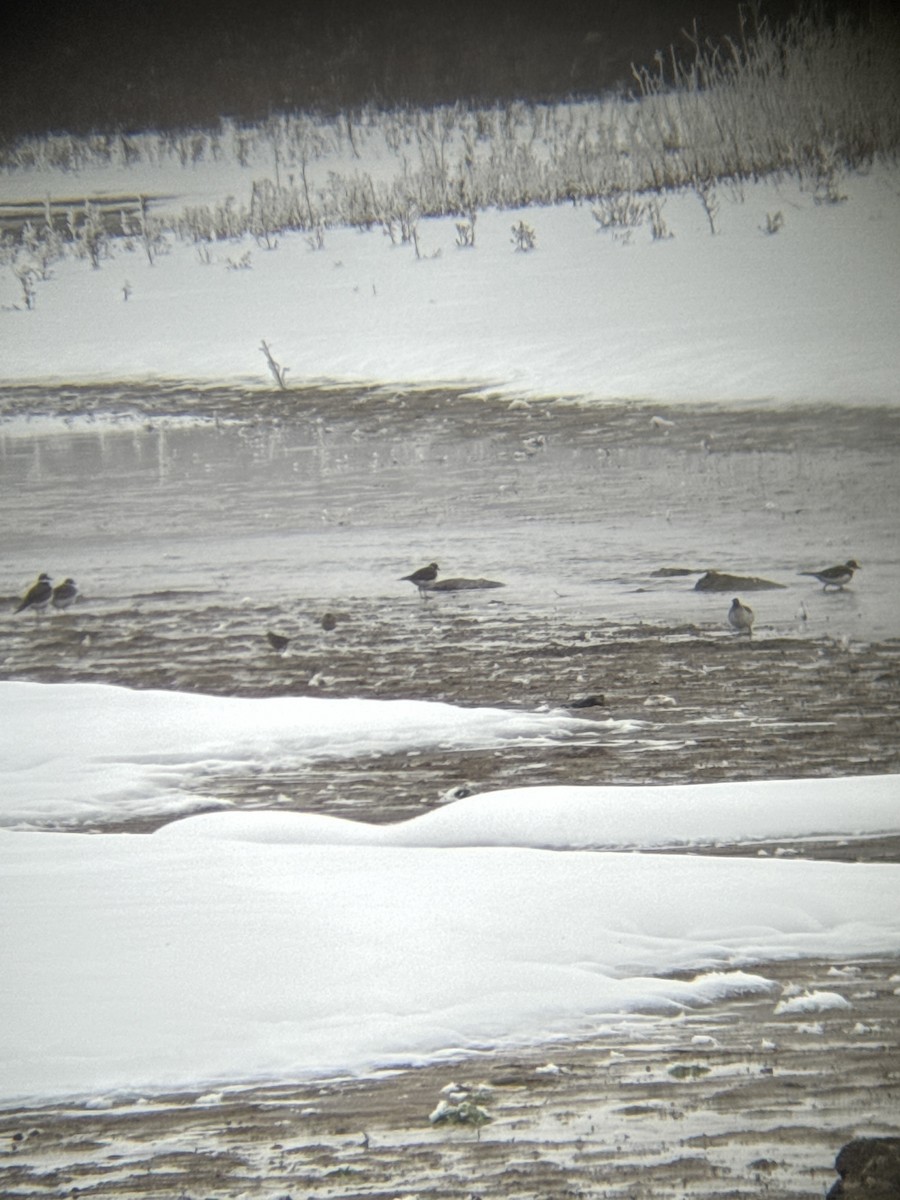 Killdeer - ML646211720