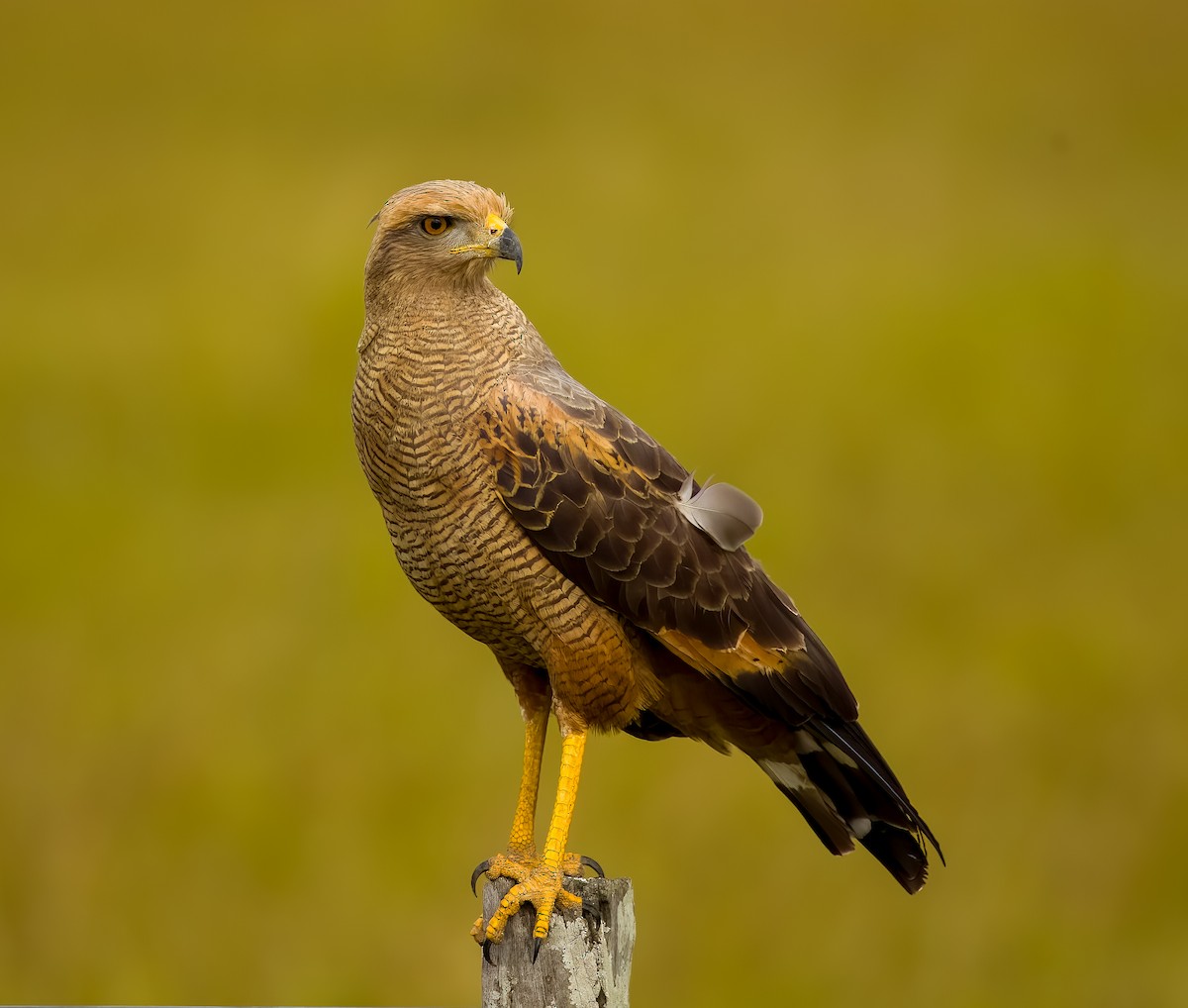 サバンナノスリ - ML646211722