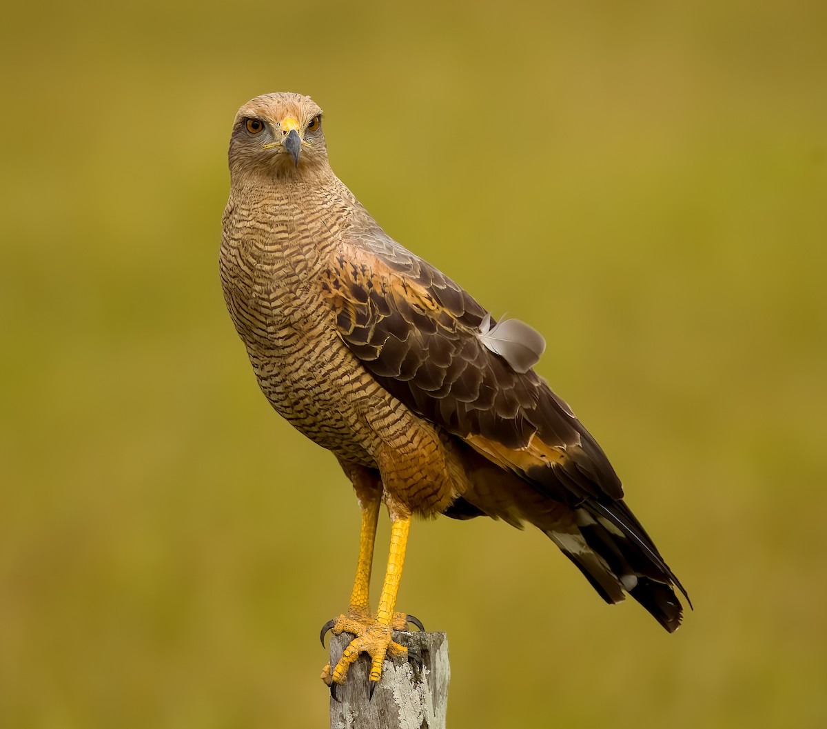 サバンナノスリ - ML646211725