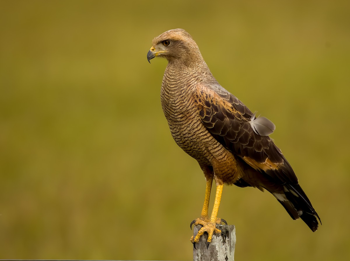 サバンナノスリ - ML646211726