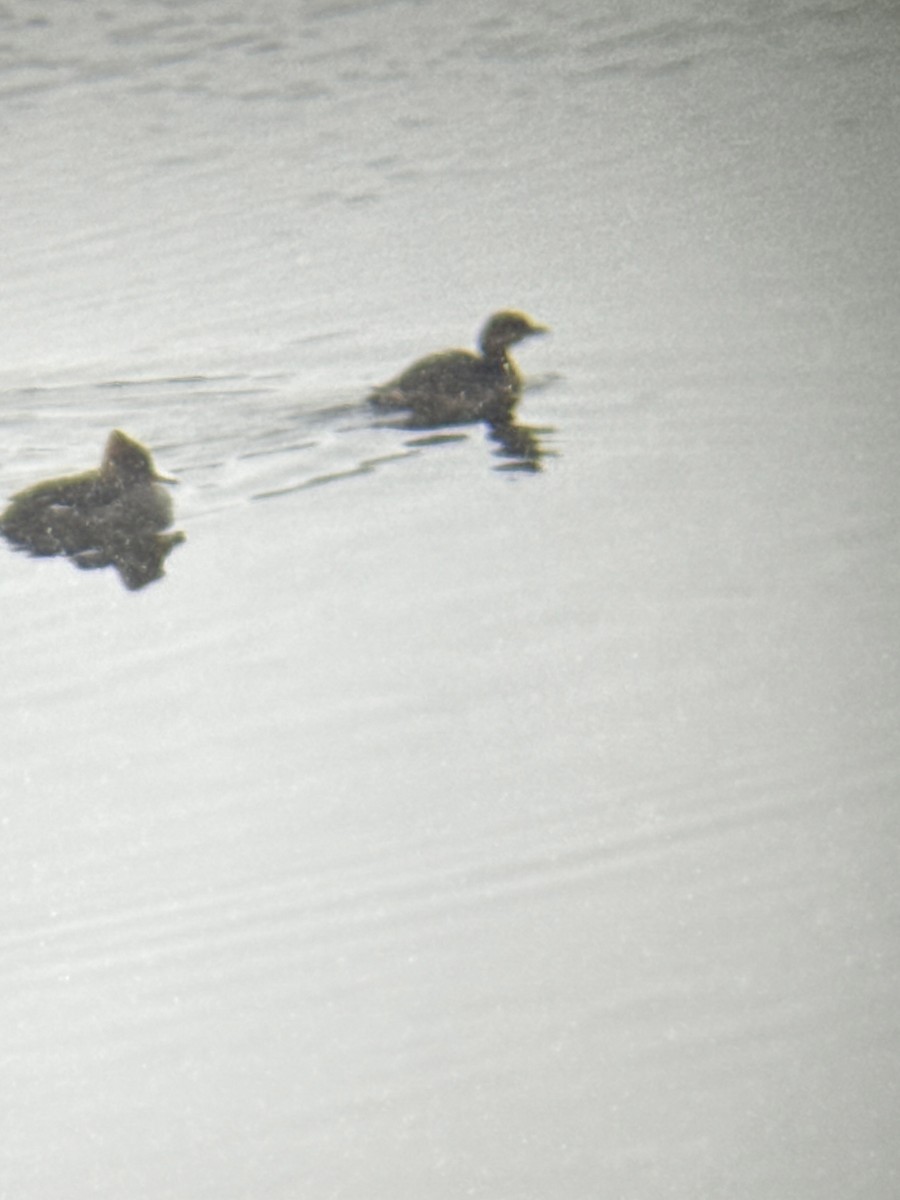 Pied-billed Grebe - ML646211727
