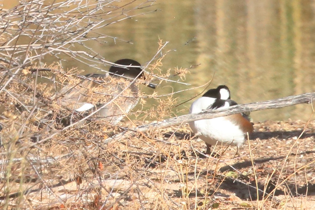 オウギアイサ - ML646211731