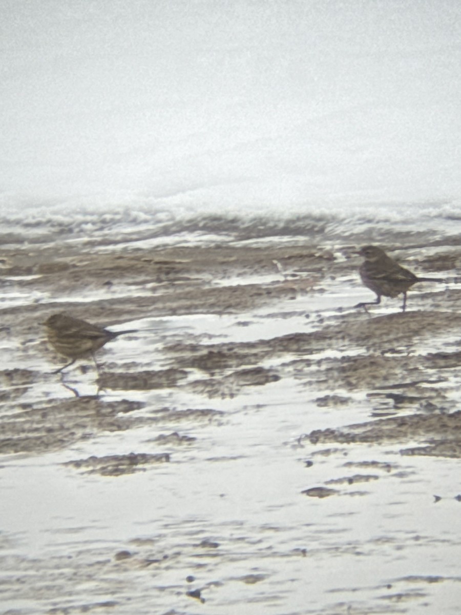 American Pipit - ML646211732