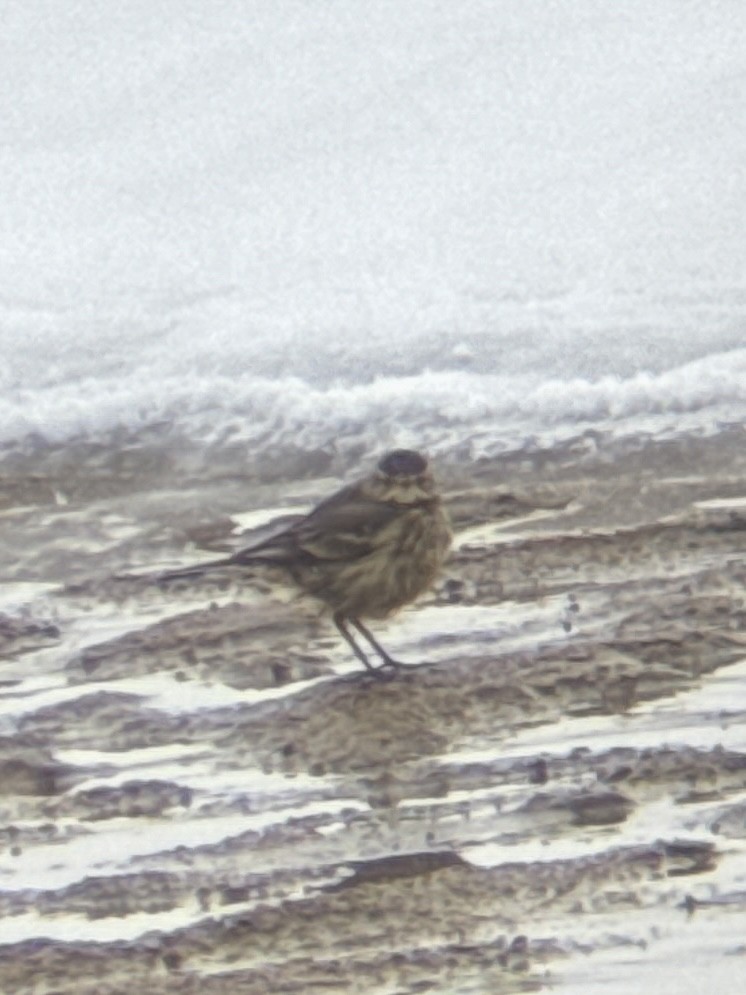 American Pipit - ML646211733