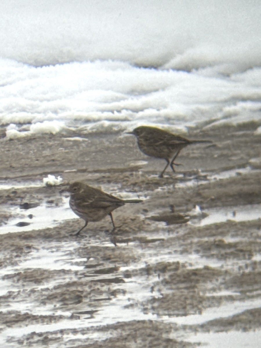 American Pipit - ML646211734