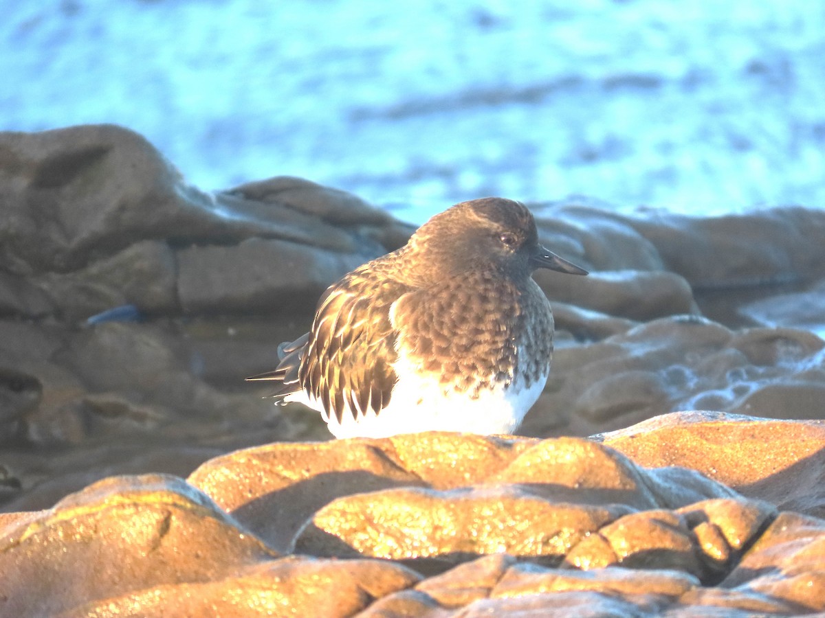 クロキョウジョシギ - ML646211735