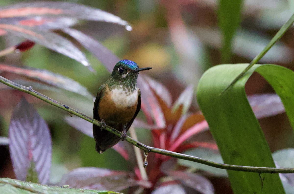 ムラサキフタオハチドリ - ML646211736