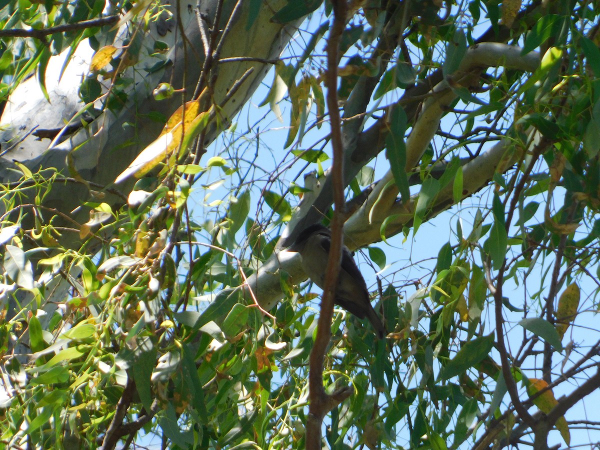 フナシカザリドリモドキ - ML646211737