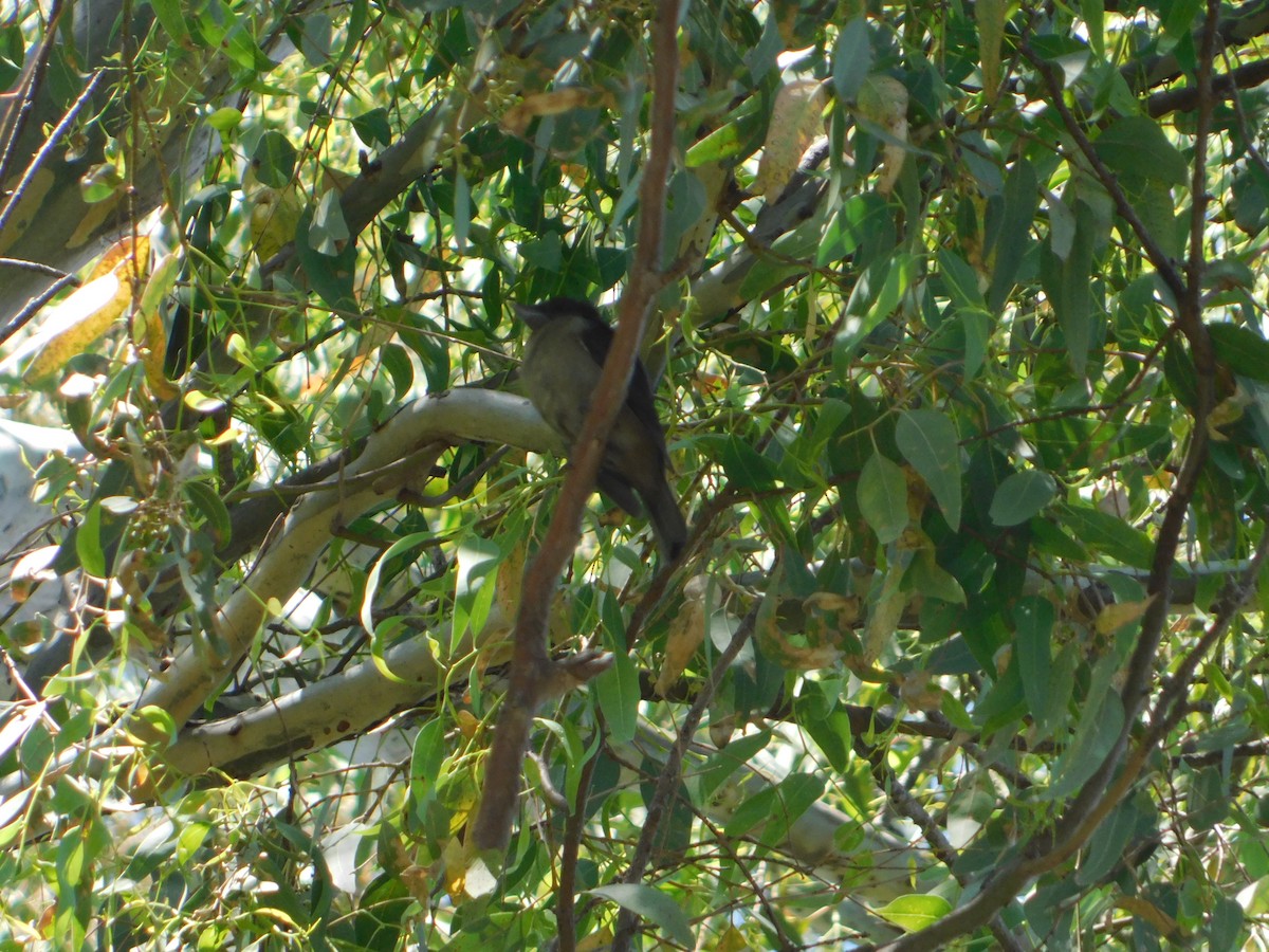 フナシカザリドリモドキ - ML646211738