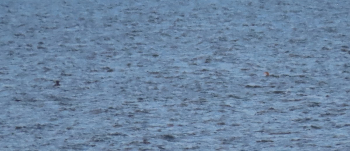 İnce Gagalı Dalgıç - ML646211739