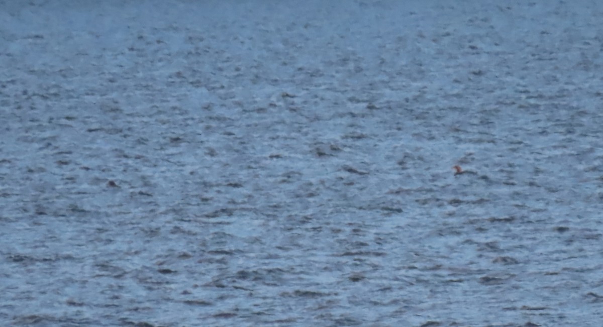 İnce Gagalı Dalgıç - ML646211740