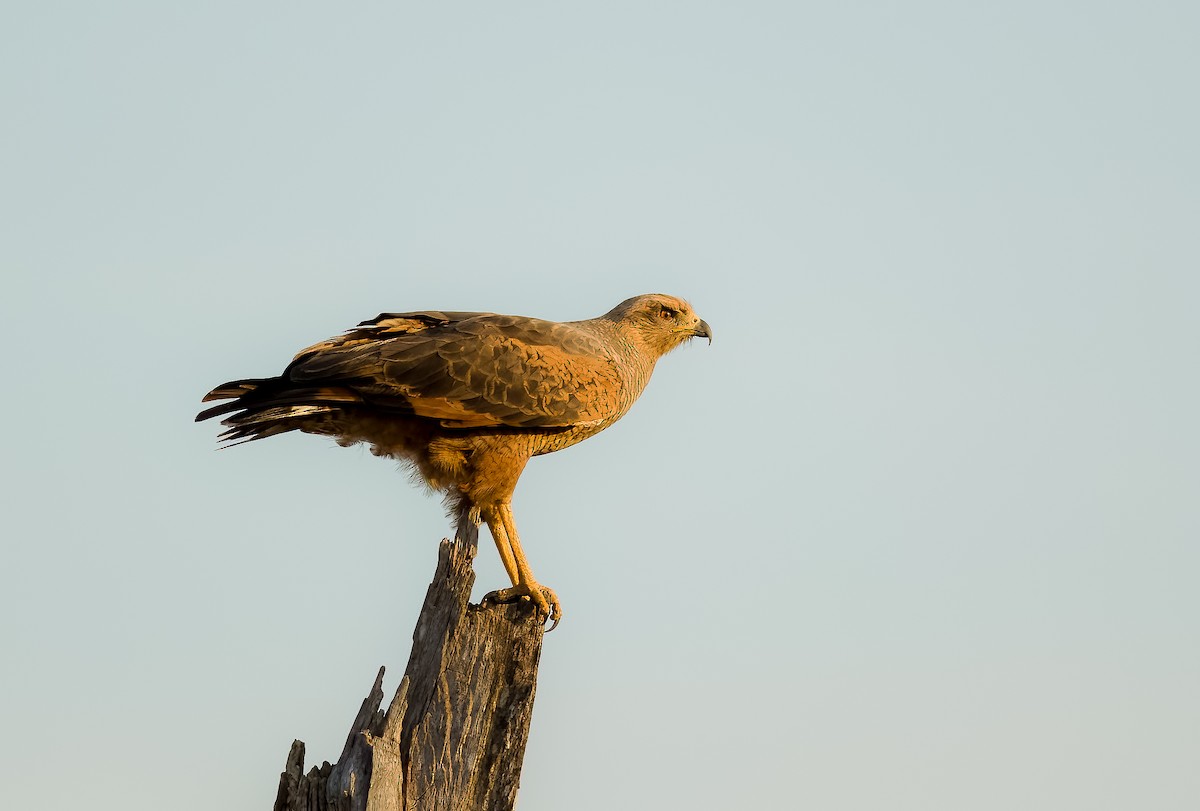 サバンナノスリ - ML646211742