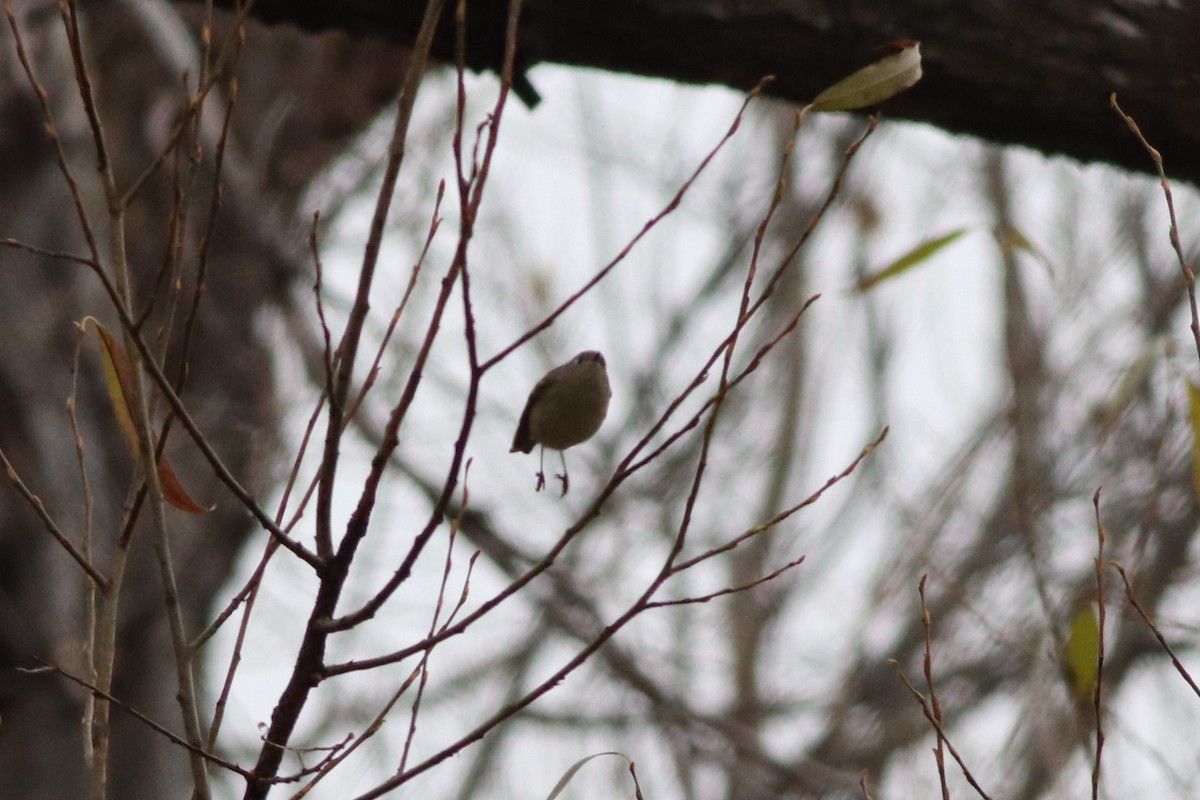 ルビーキクイタダキ - ML646211743