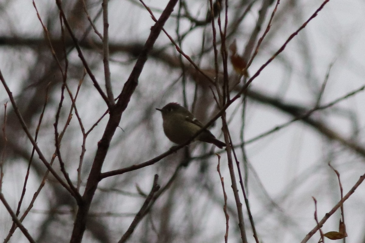 ルビーキクイタダキ - ML646211744