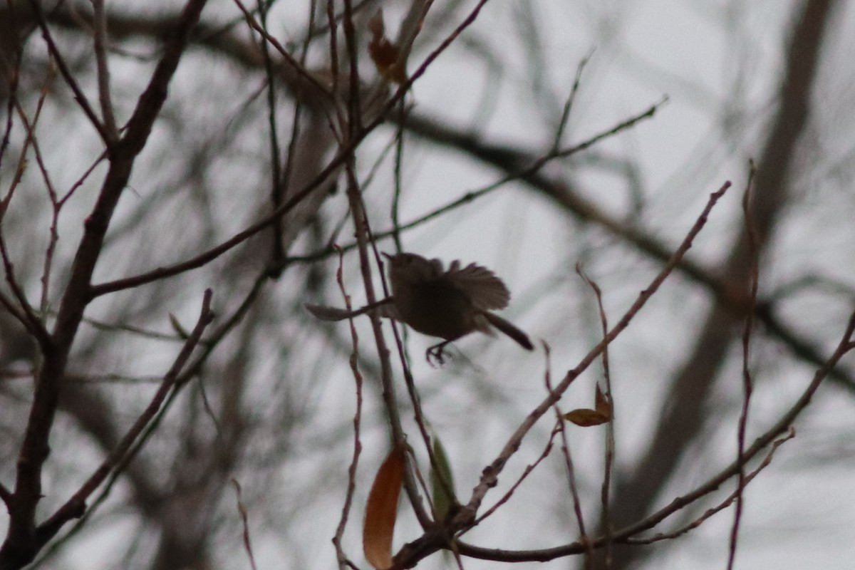 ルビーキクイタダキ - ML646211745