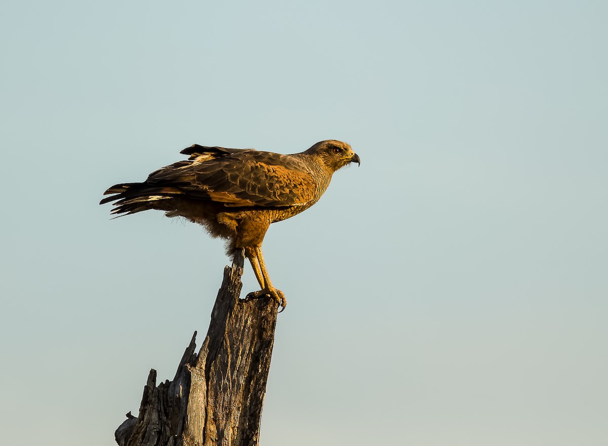 サバンナノスリ - ML646211746