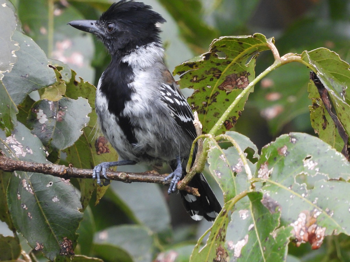 エボシアリモズ - ML646211747