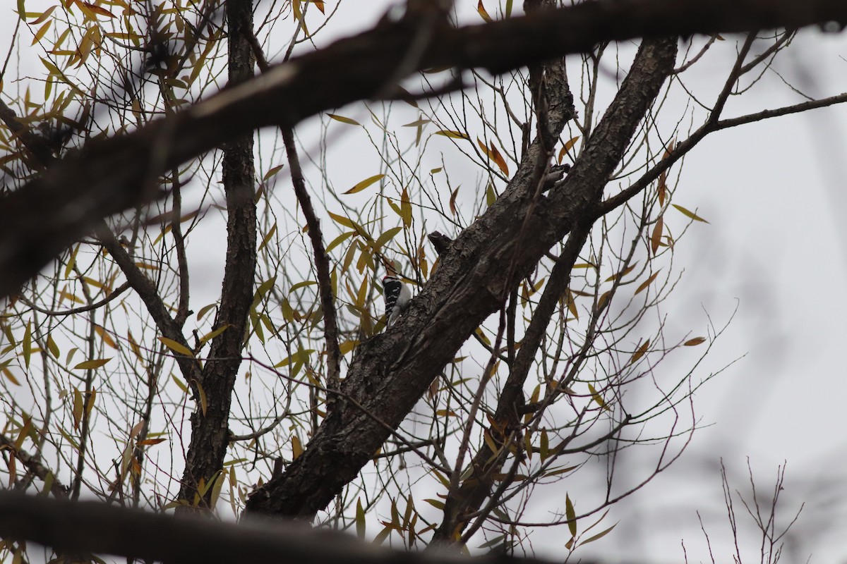 セジロコゲラ（leucurus／glacialis） - ML646211749