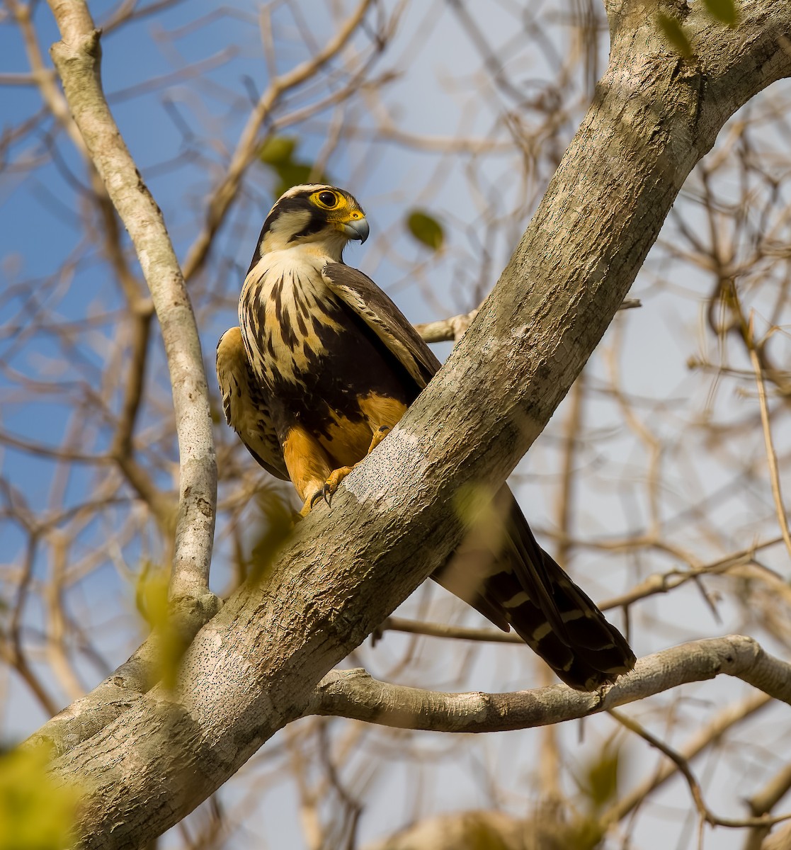 オナガハヤブサ - ML646211750