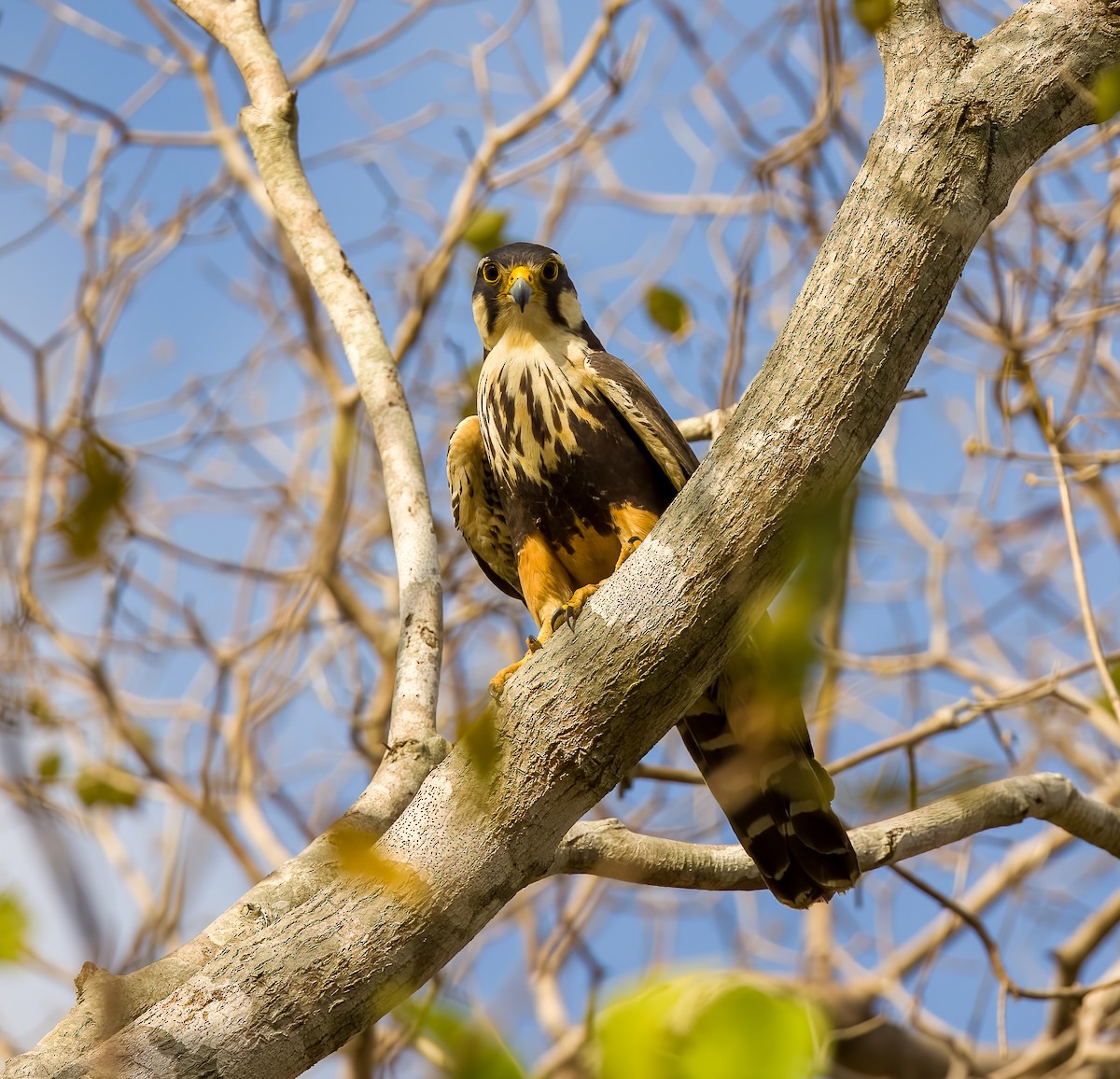 オナガハヤブサ - ML646211751