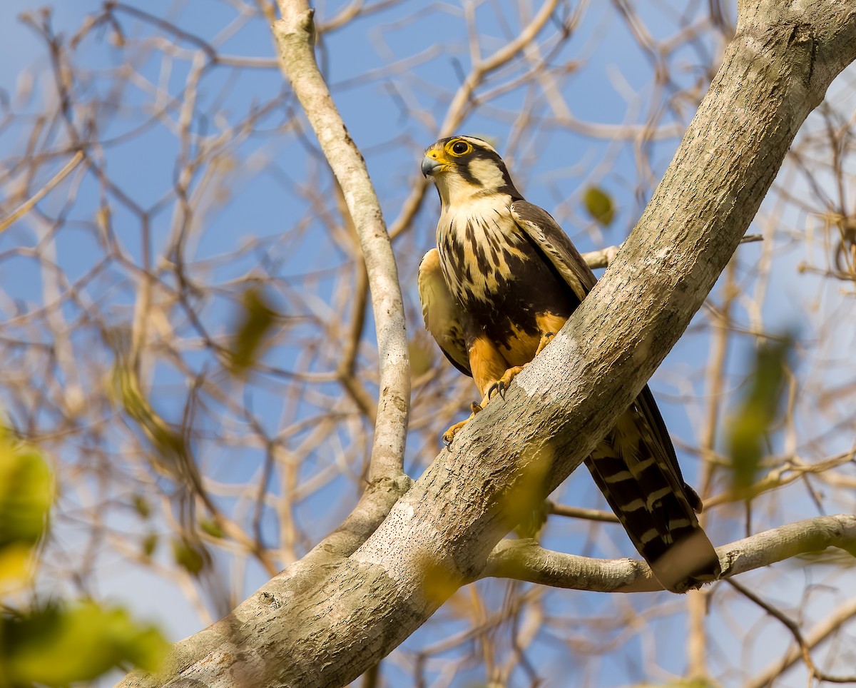 オナガハヤブサ - ML646211752