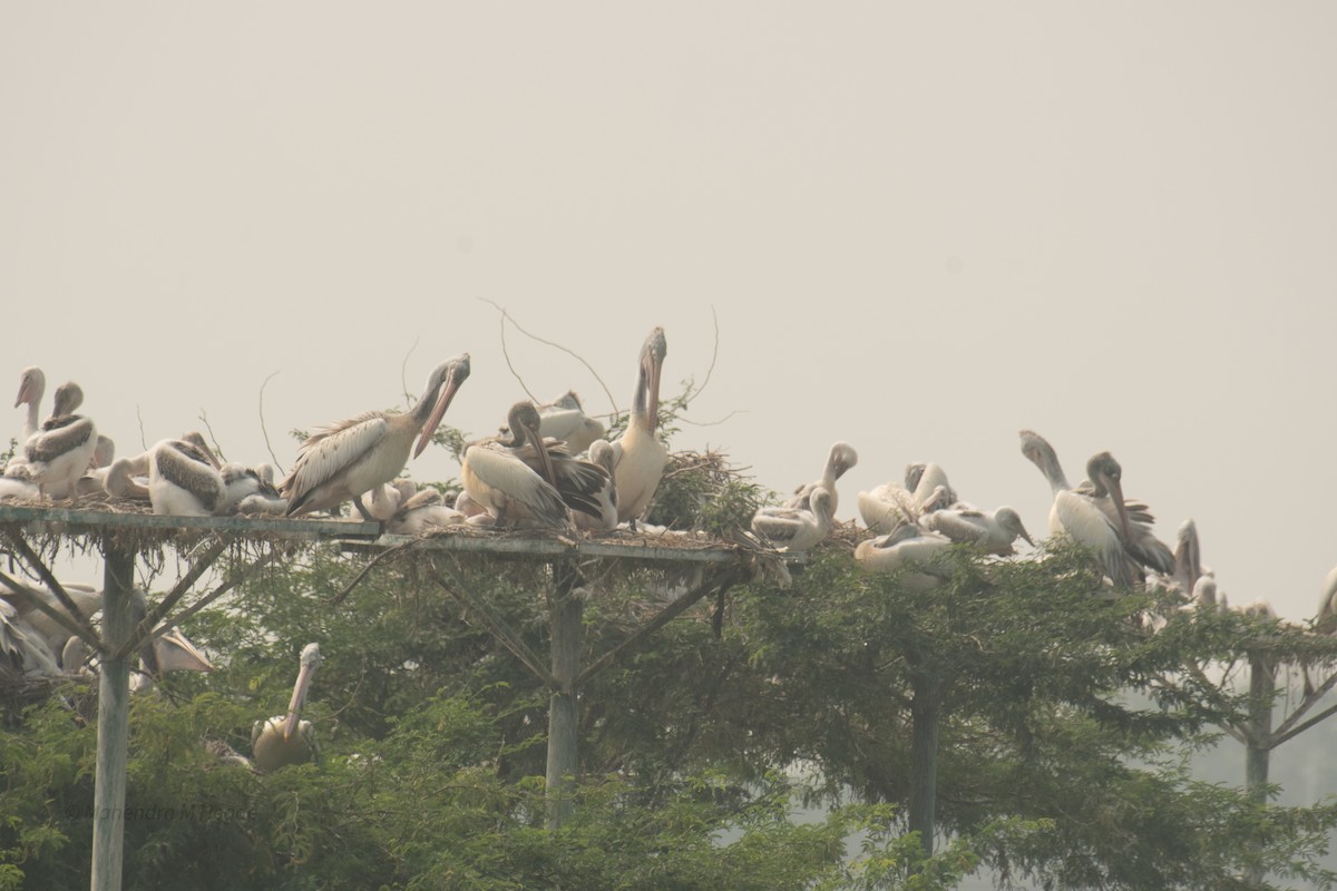 Spot-billed Pelican - ML646211753