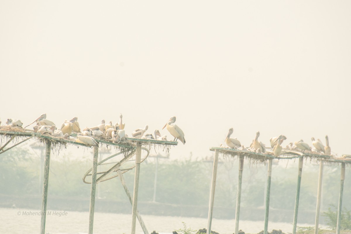 Spot-billed Pelican - ML646211754
