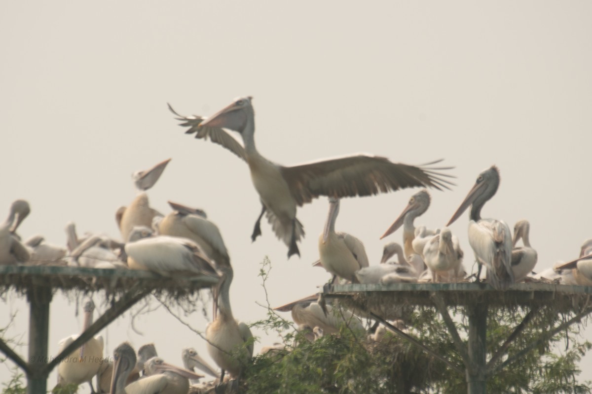 Spot-billed Pelican - ML646211755