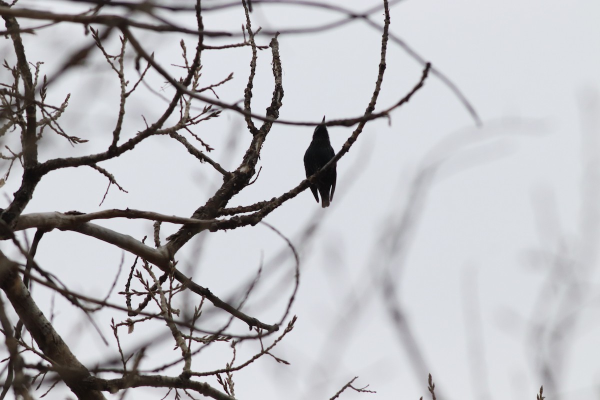 ホシムクドリ - ML646211756