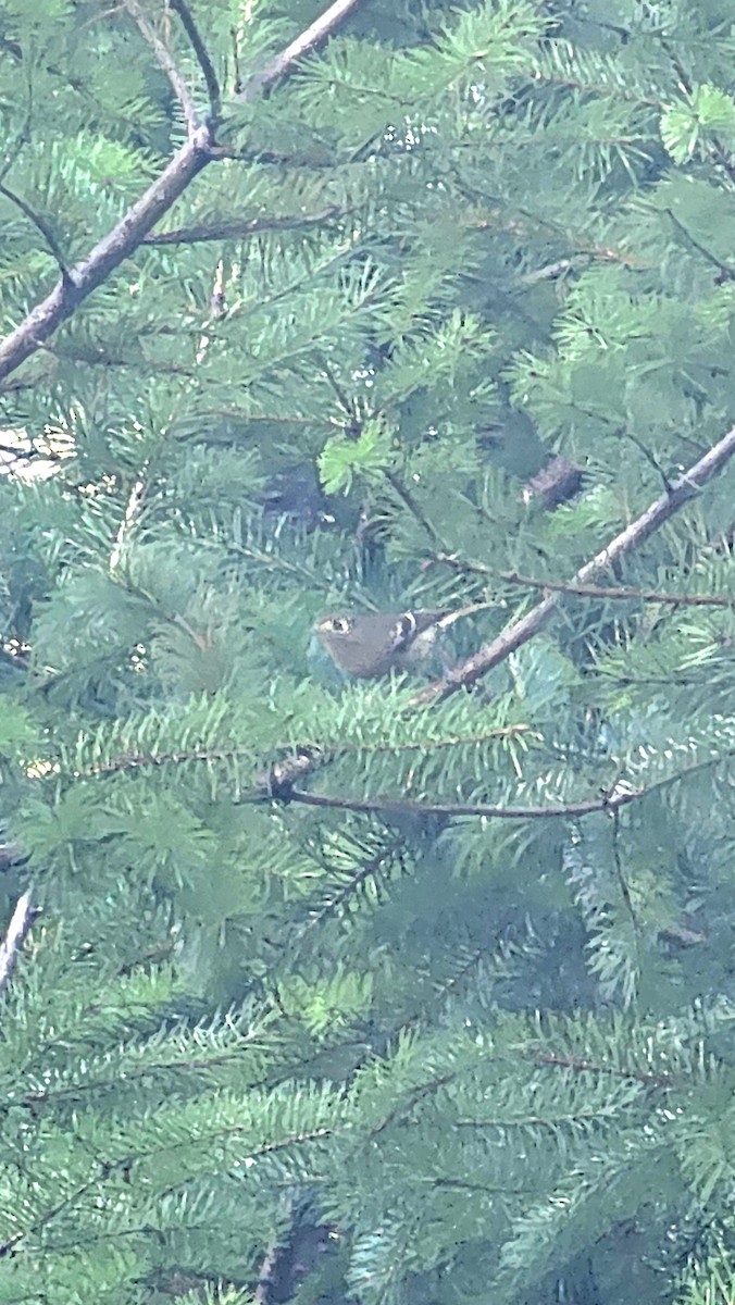 スナイロモズモドキ - ML646211757