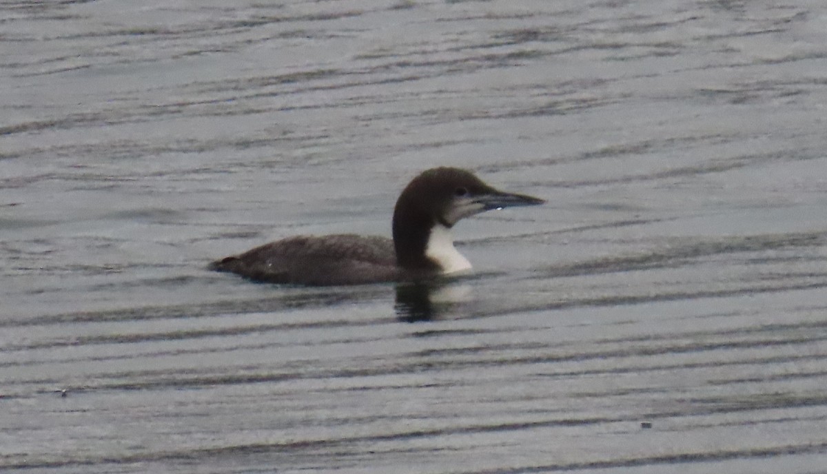 シロエリオオハム - ML646211758