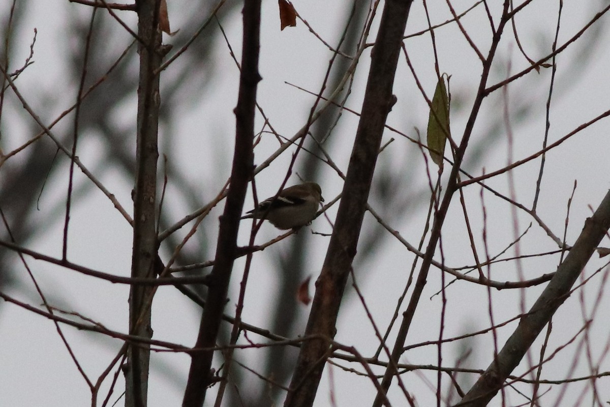 オウゴンヒワ - ML646211759