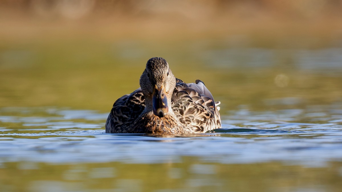 マガモ - ML646211760