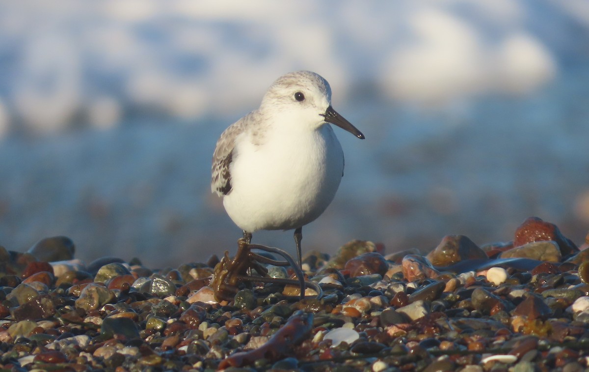 ミユビシギ - ML646211761