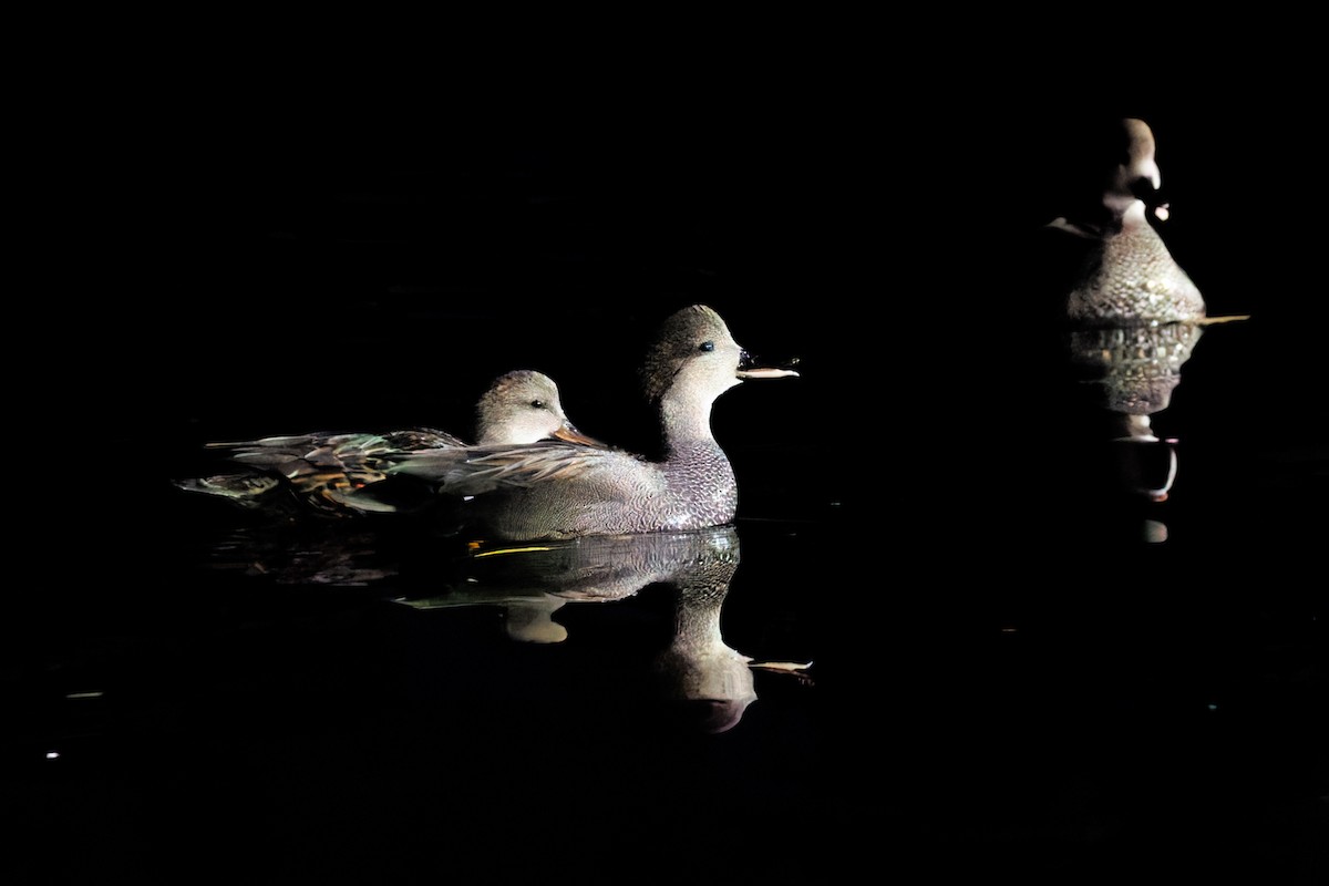 kopřivka obecná - ML646211762