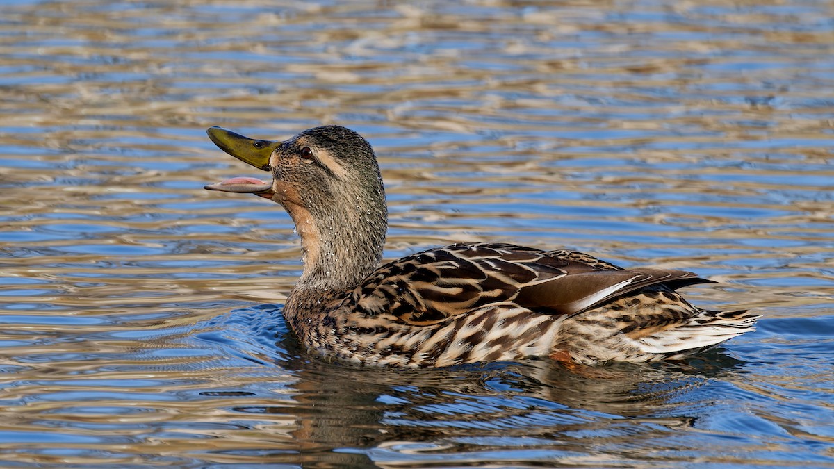 Крижень звичайний - ML646211766
