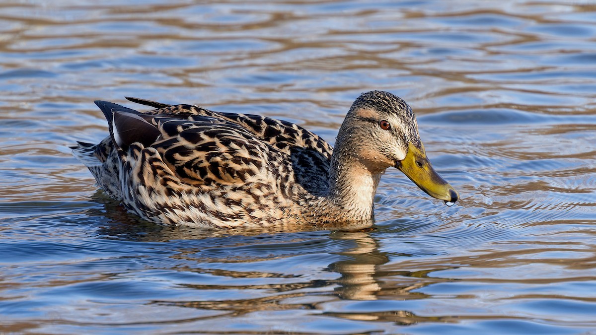Крижень звичайний - ML646211767