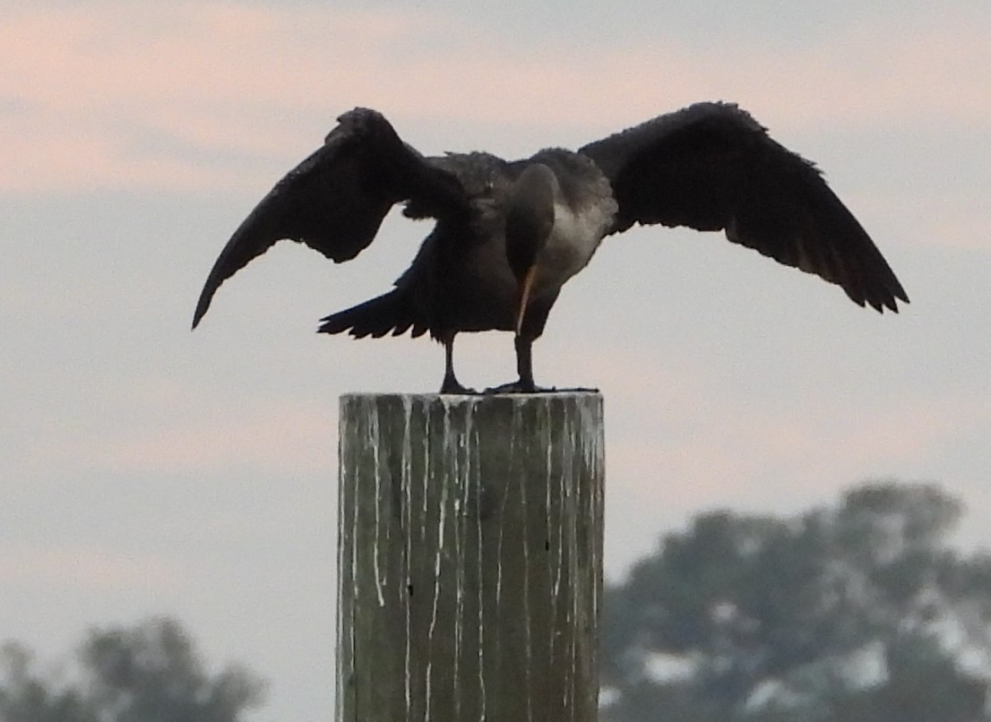 ミミヒメウ - ML646211769