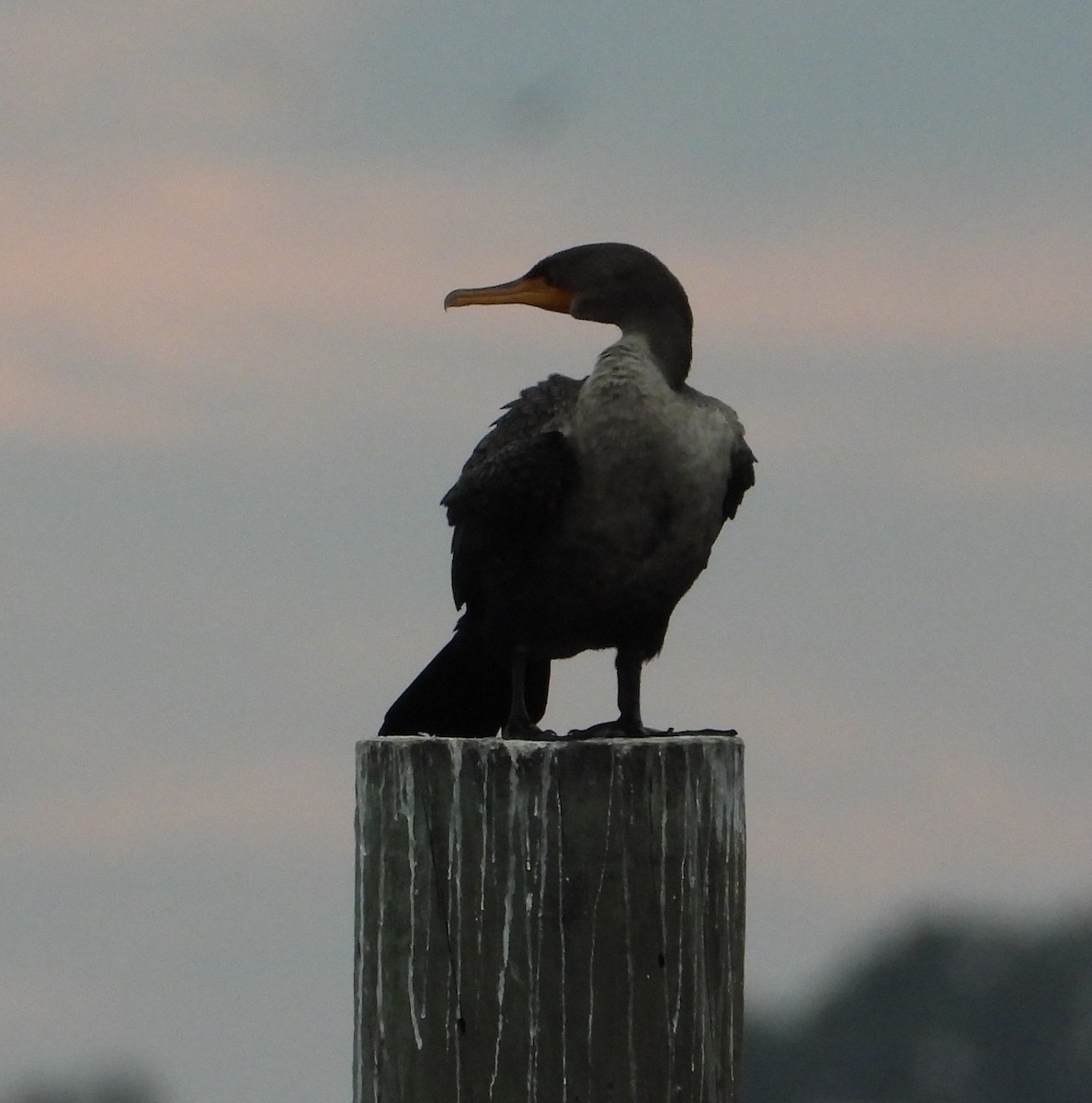 ミミヒメウ - ML646211770