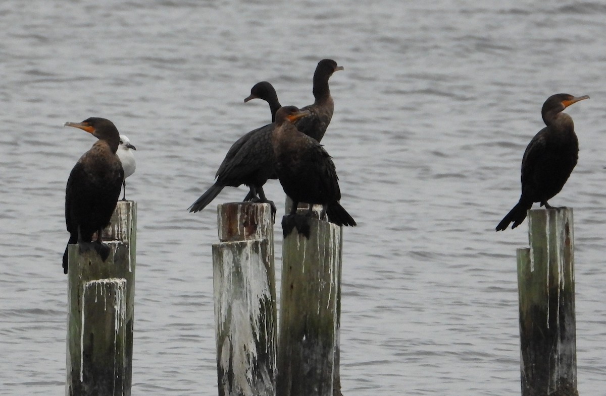 ミミヒメウ - ML646211771