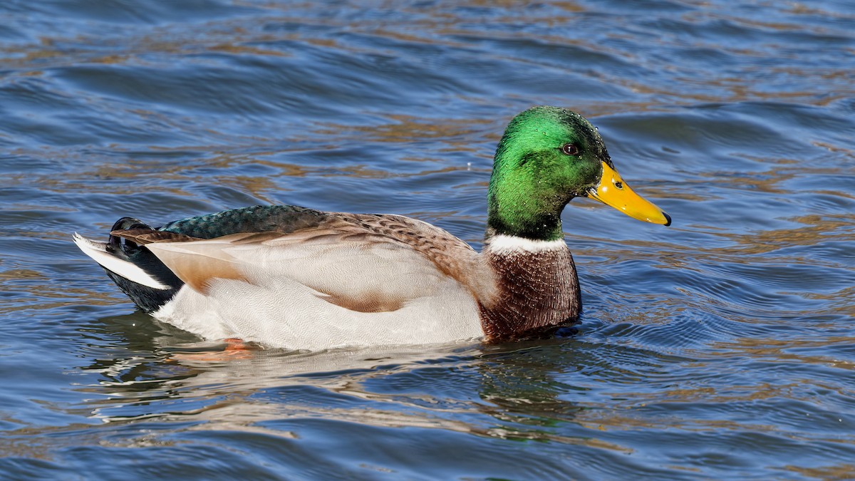 Крижень звичайний - ML646211772