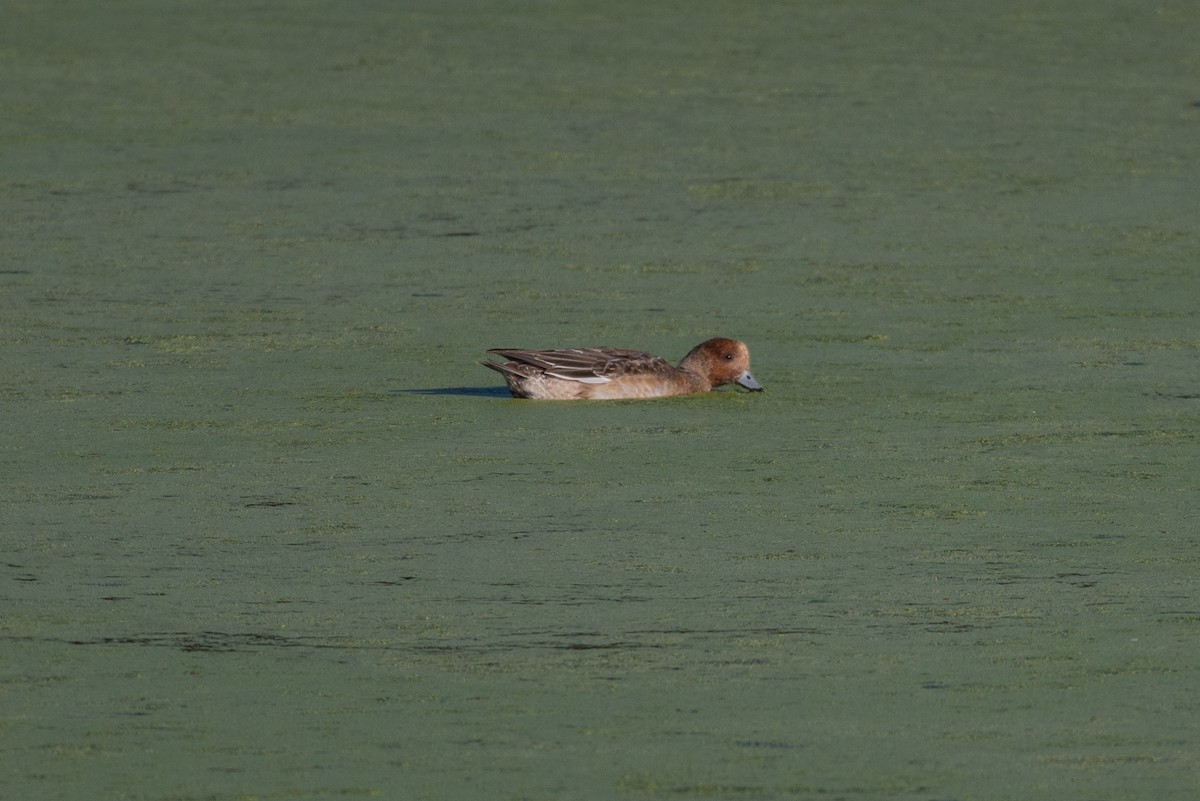 Eurasian Wigeon - ML646211775