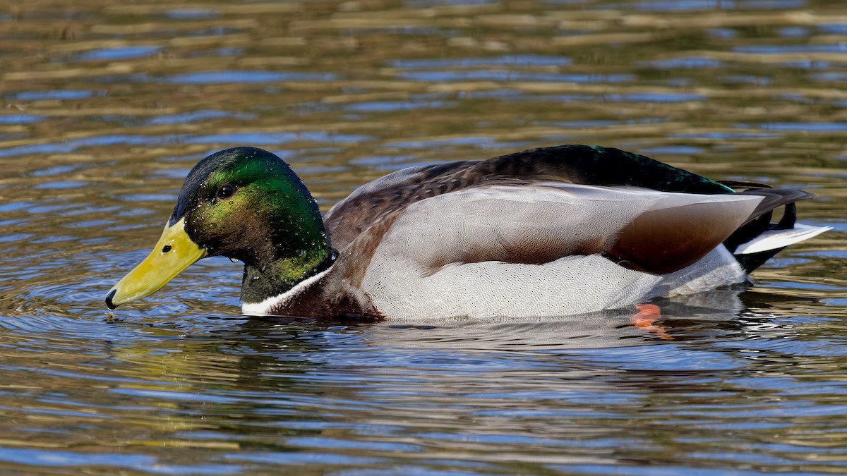 Крижень звичайний - ML646211776