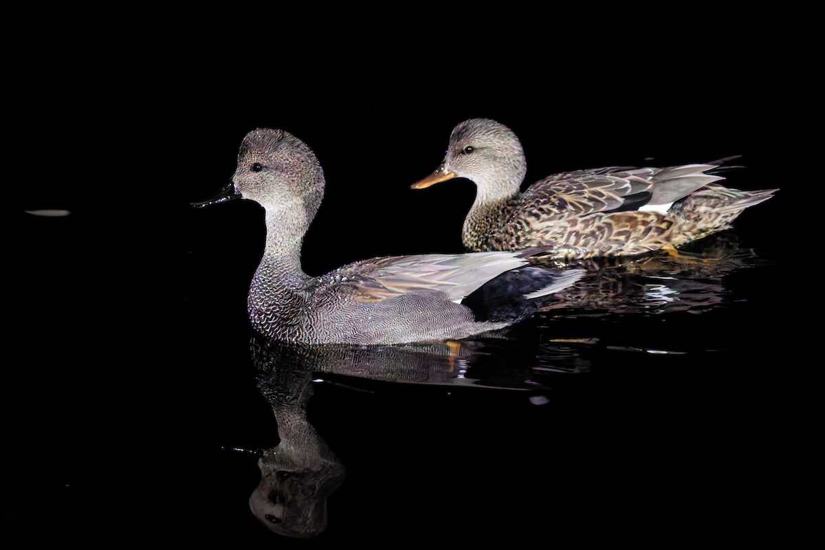 kopřivka obecná - ML646211778